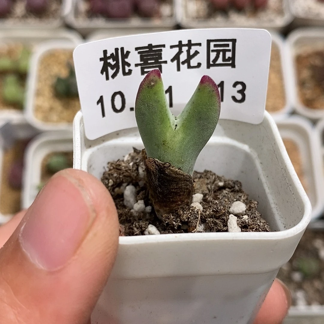 1011-13-皮卡丘福利。