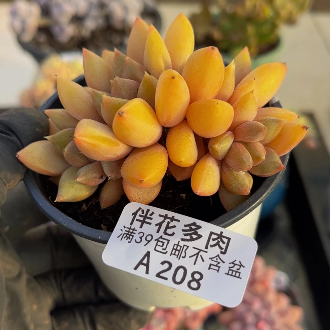 208黄金象牙朵朵缀9厘米多肉