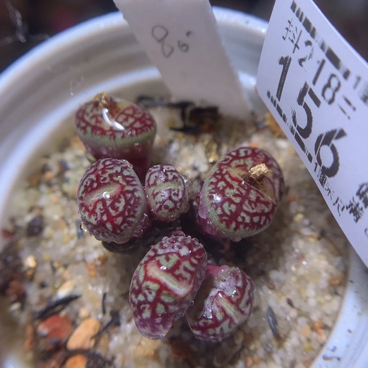 精品生石花218.156