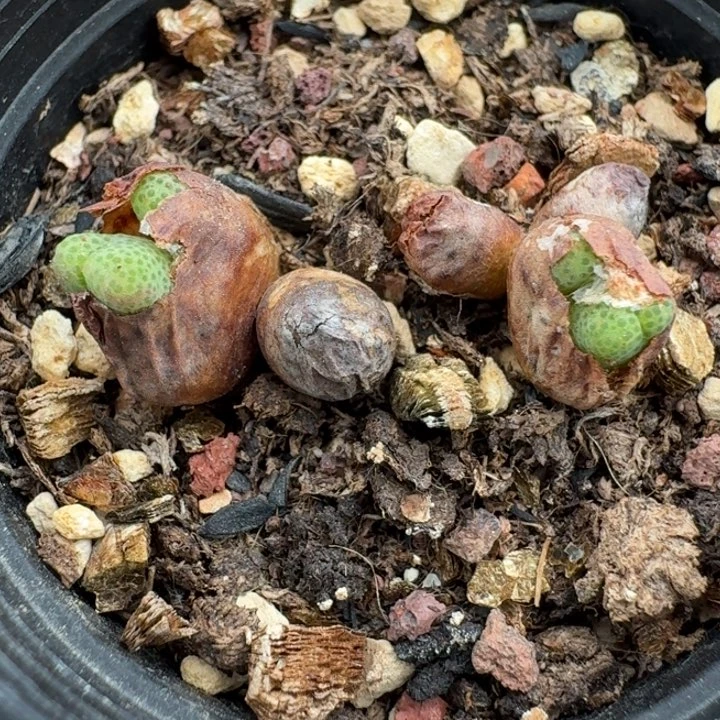 834两颗斑马带盆