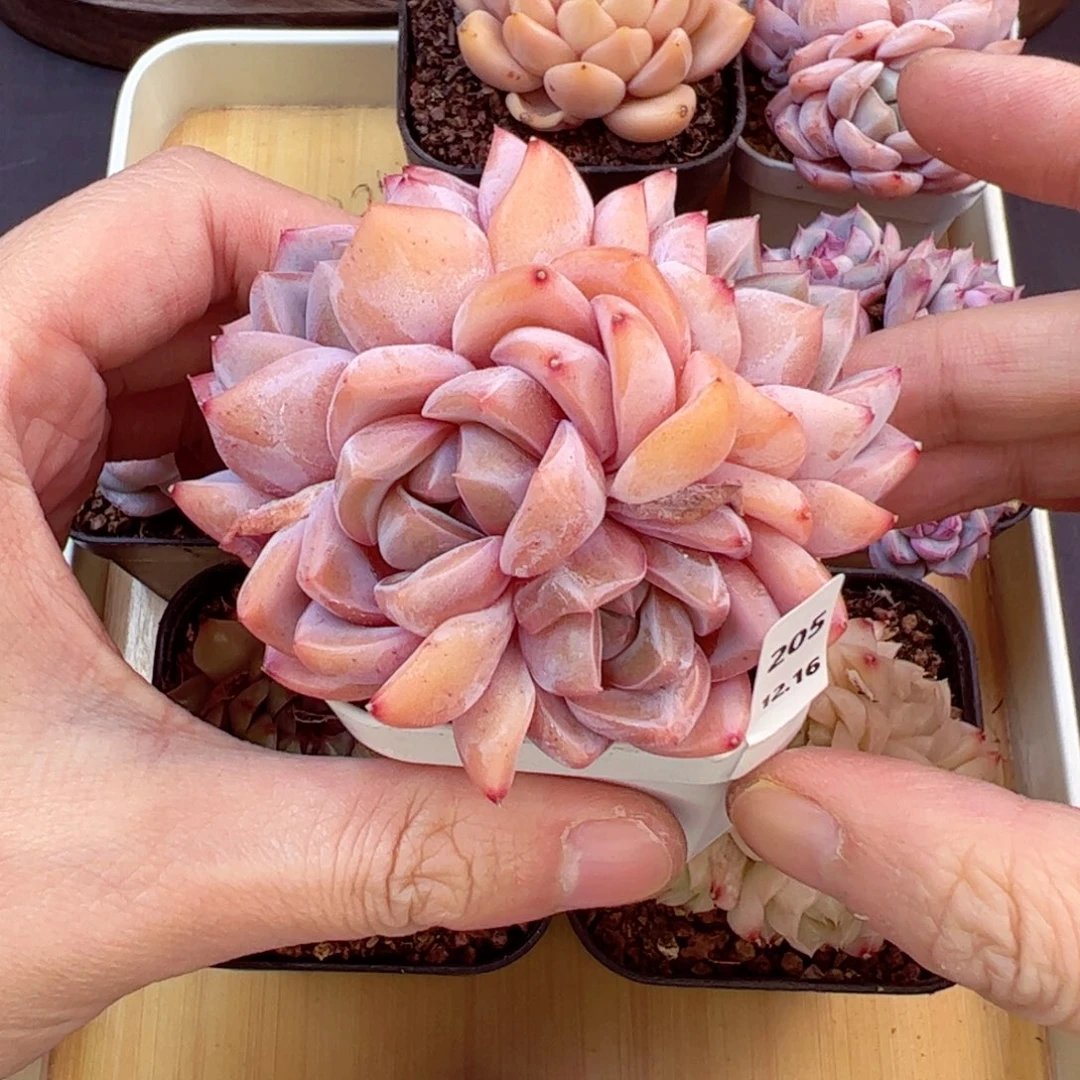 好好看205、哈哈哈哈