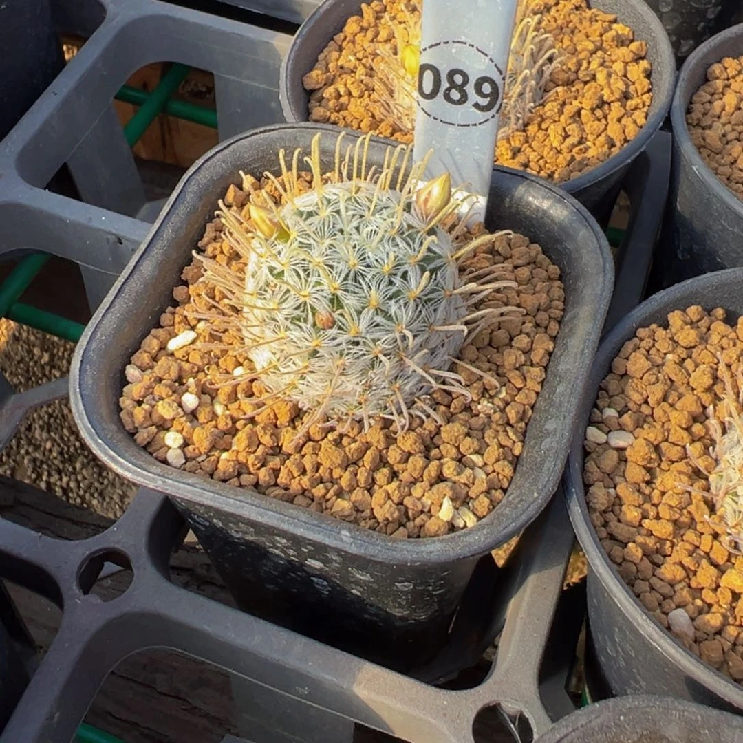 铲***ᓗ089实生根杜威娜娜多肉植物带盆土
