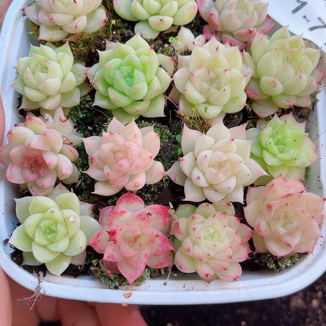 1-717 新疆西藏内蒙不发12.8抱歉2-3公分多肉