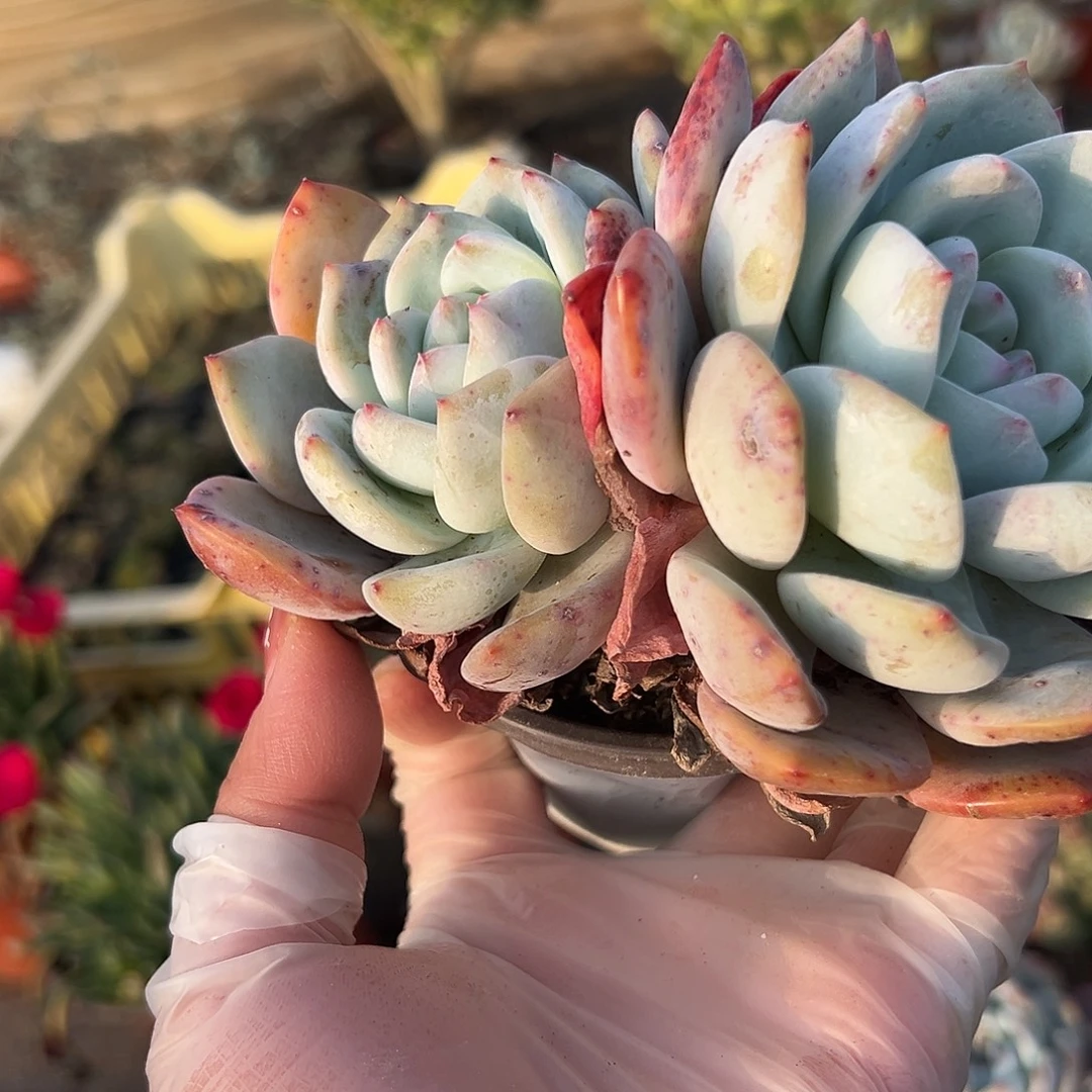 多肉植物多肉植物