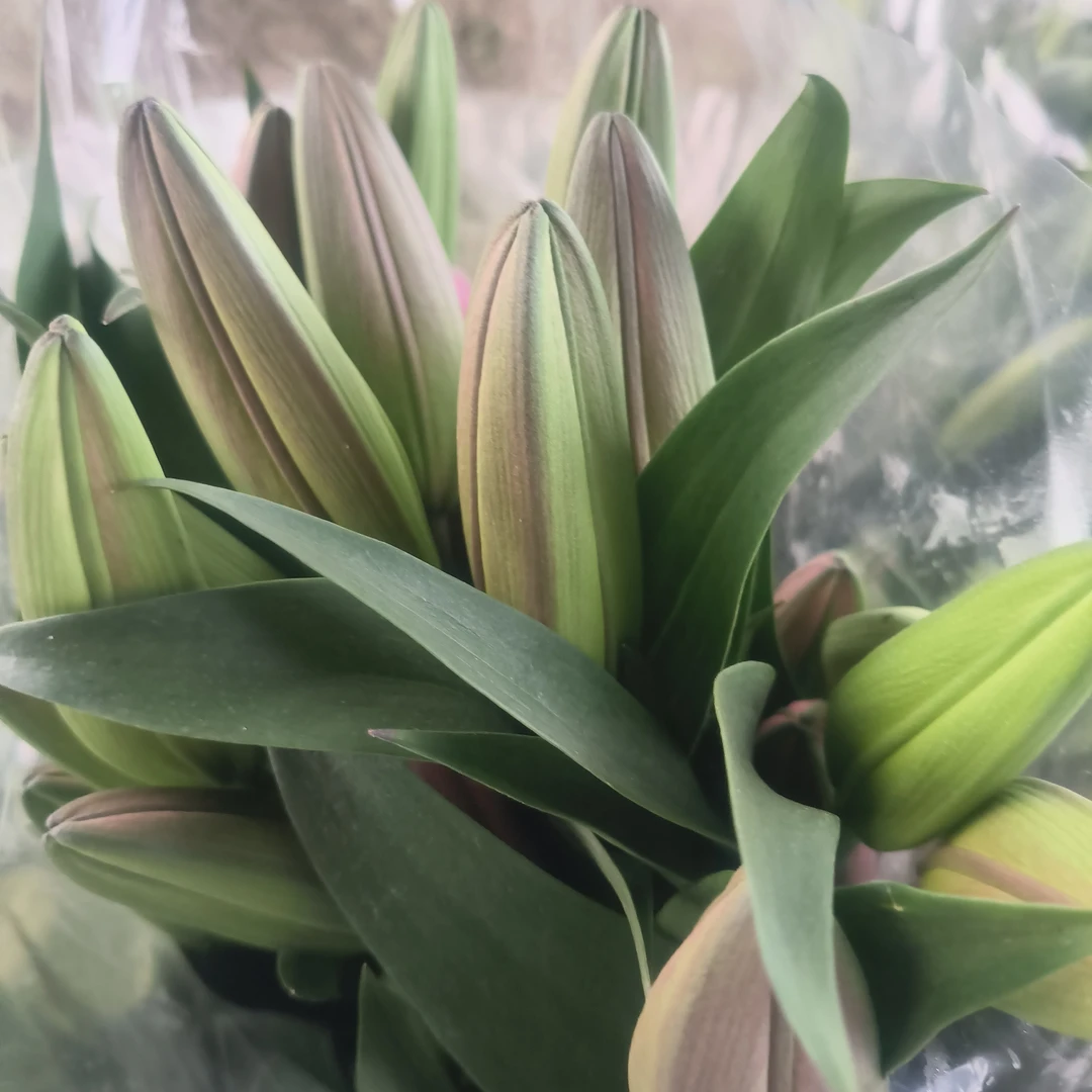 红百合3支，9个花苞