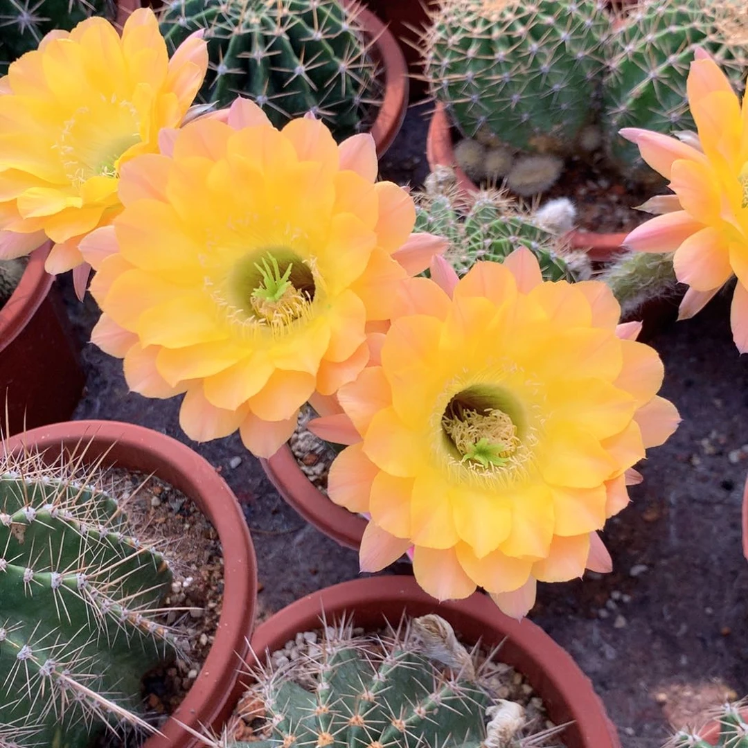 八*8778实生彩草15公分杯