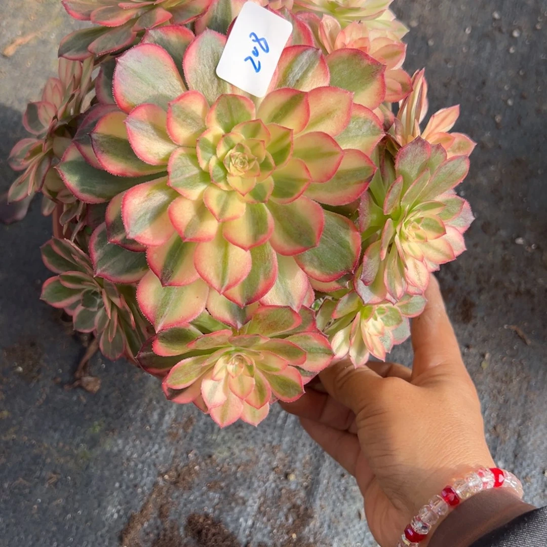 208黑魔锦多肉多肉多肉多肉