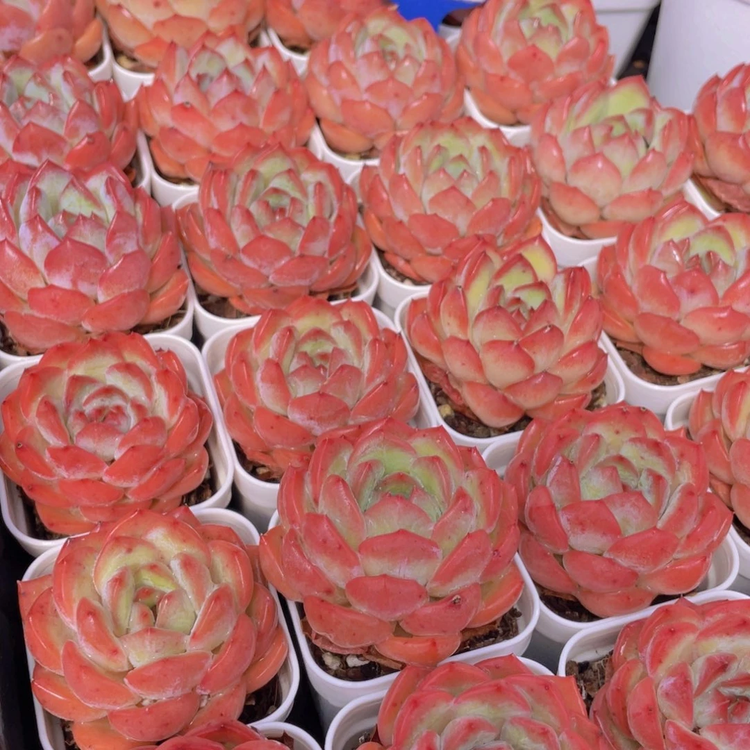 量拍8号 草莓杏仁单头一个