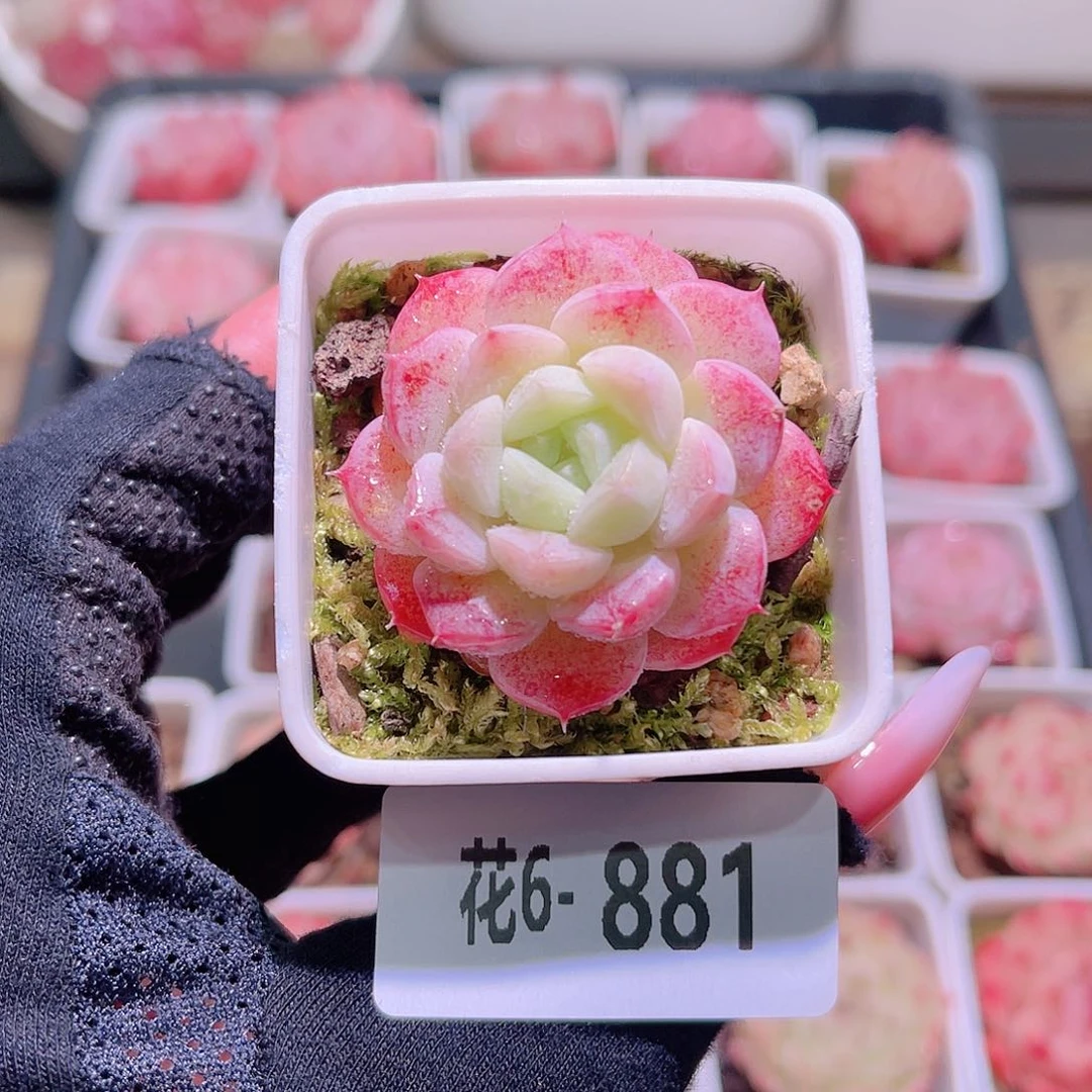 花利美6-881白桃汽水