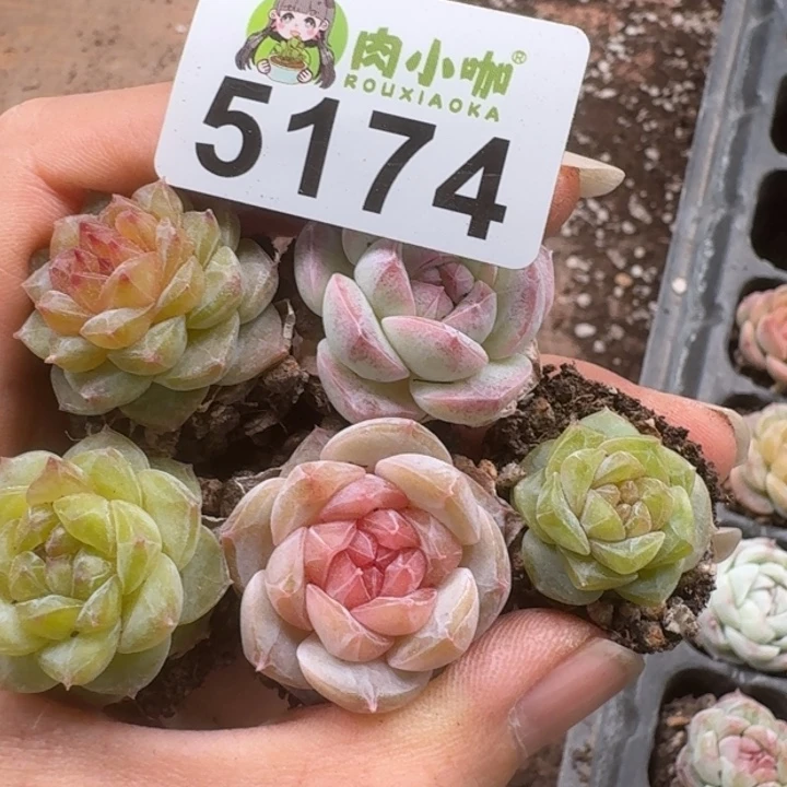 快**舞多肉植物多肉植物