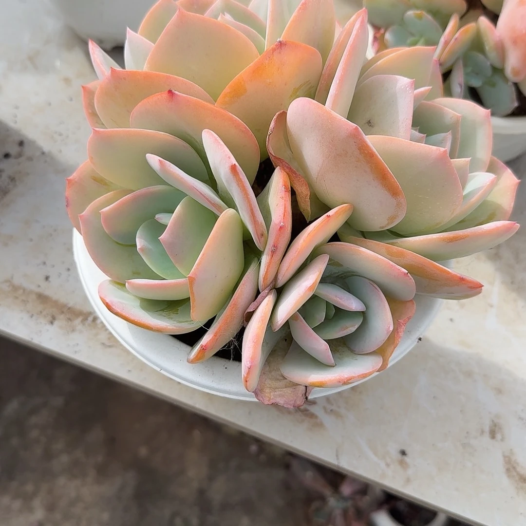 颖***凡白凤多肉植物一颗