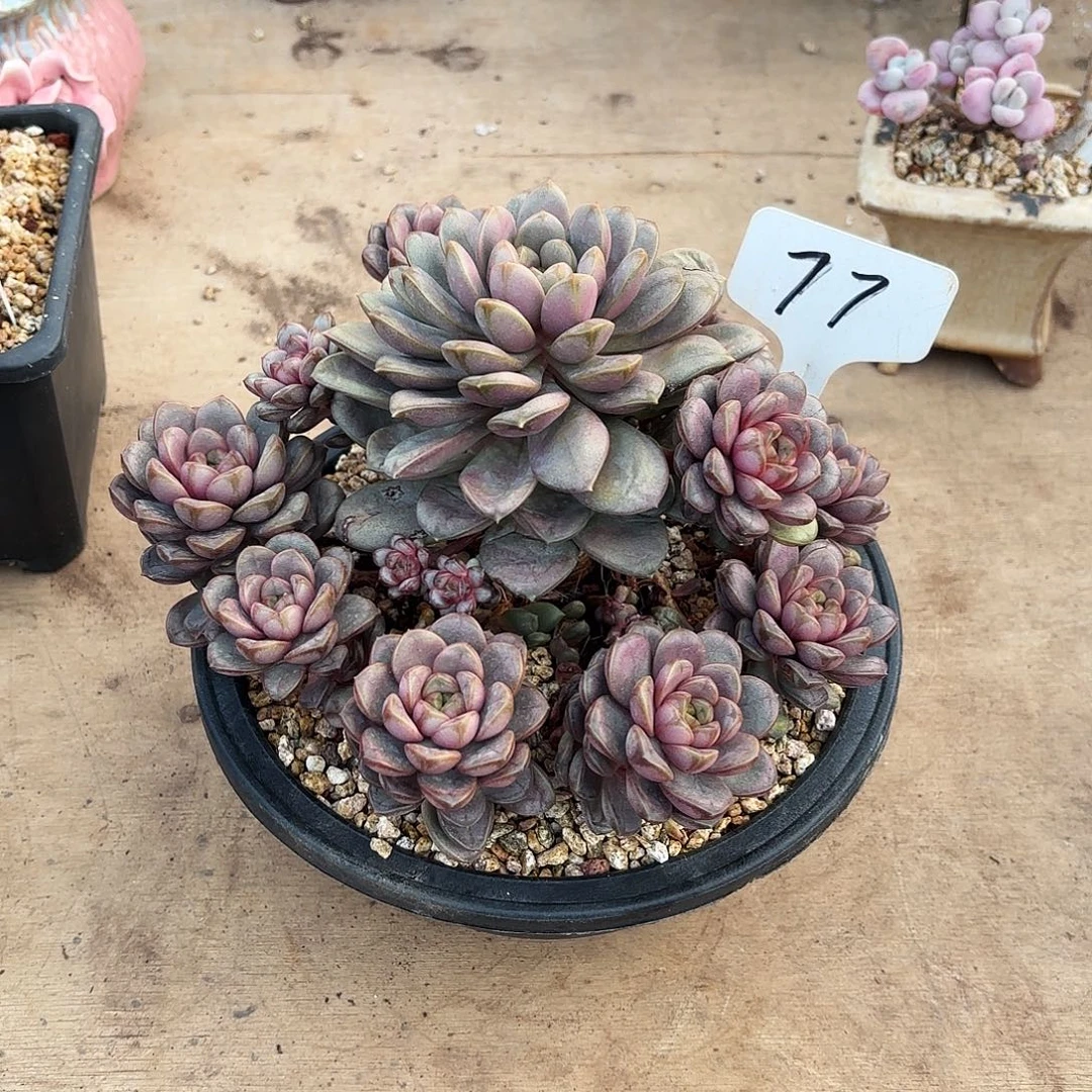 多肉植物，葡萄77号