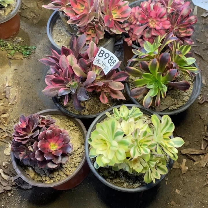 6盆多肉断头不包988