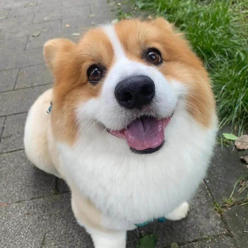 多种品种宠物活体狗狗柯基，边牧，金毛，萨摩耶