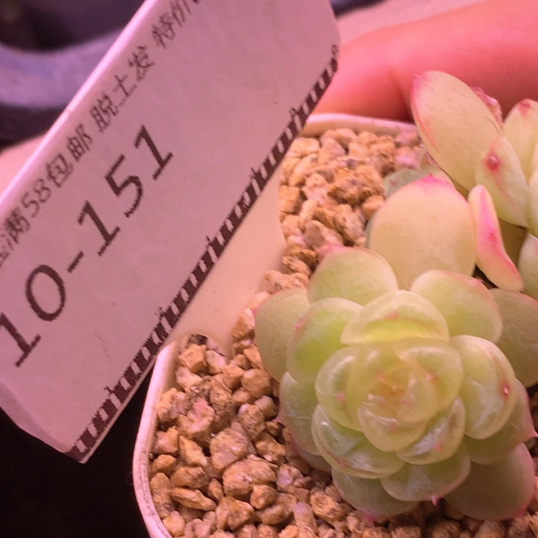 编号珍妮优选58包邮不包整