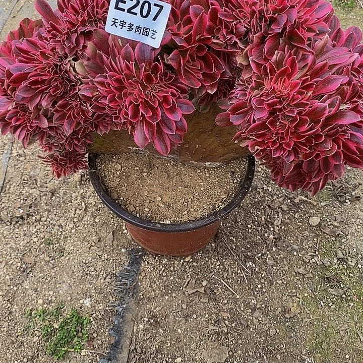 多肉女巫缀207多肉亩