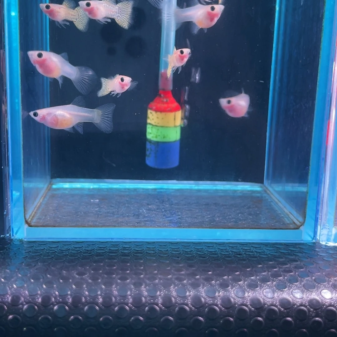 孔雀鱼黄化黄蕾丝玻璃猫8+2备损