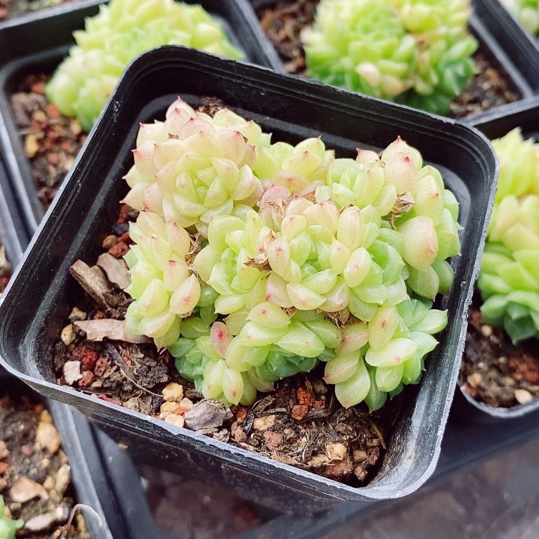 麦秆6cm不包整群