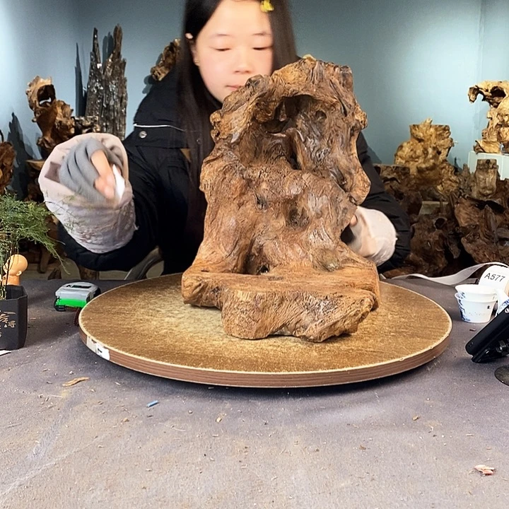 茶盏奔*568株木随行的根艺在