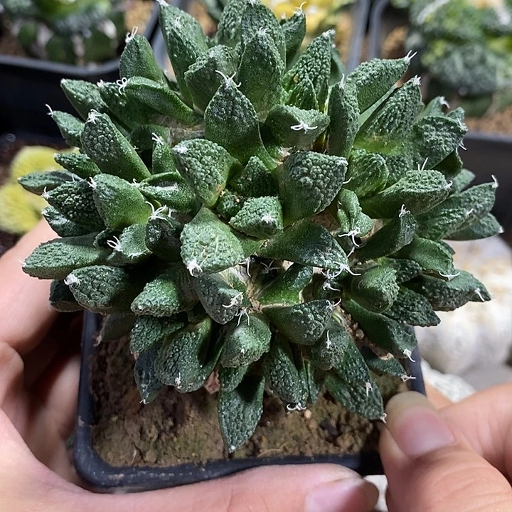 苗接龙角辛顿大群。296号