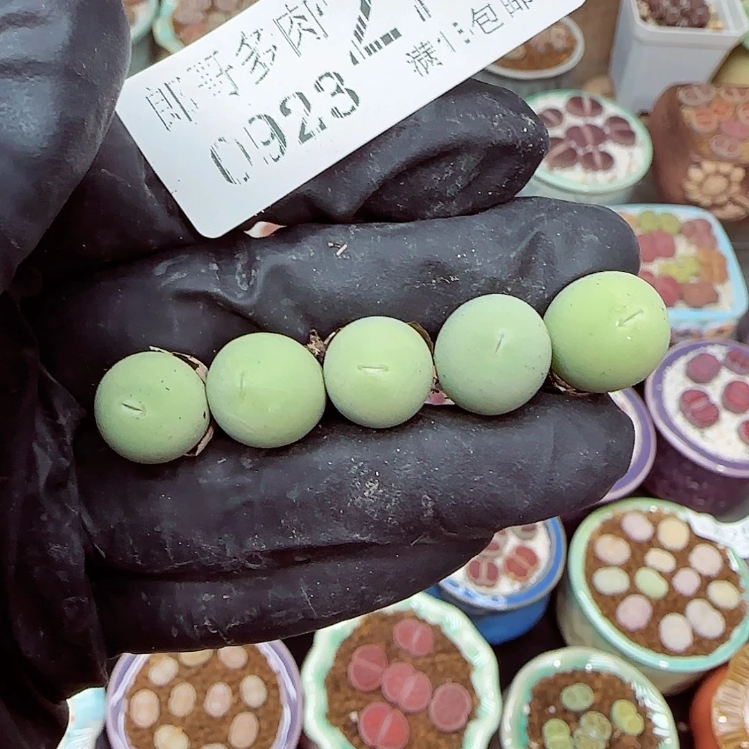 生石花满18包邮0923-271