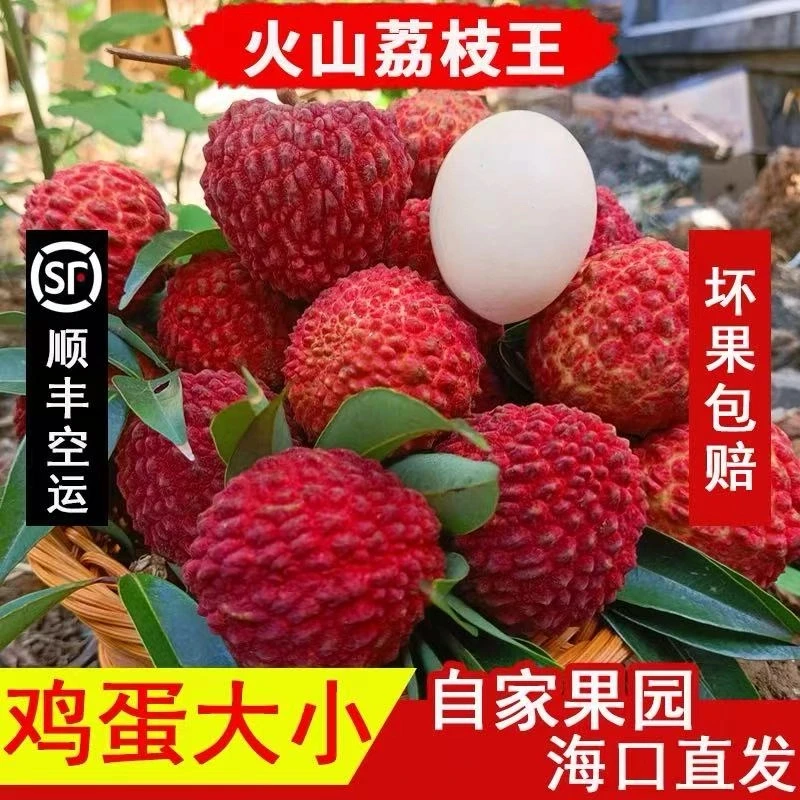 【小明正能量】海南火山荔枝王新鲜现摘现发精品特大巨无霸送礼永兴
