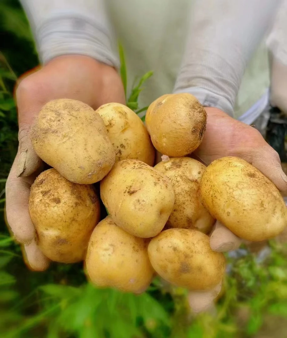 湖南邵阳隆回小沙江特色高山本地黄心迷你小土豆新鲜蔬菜现挖