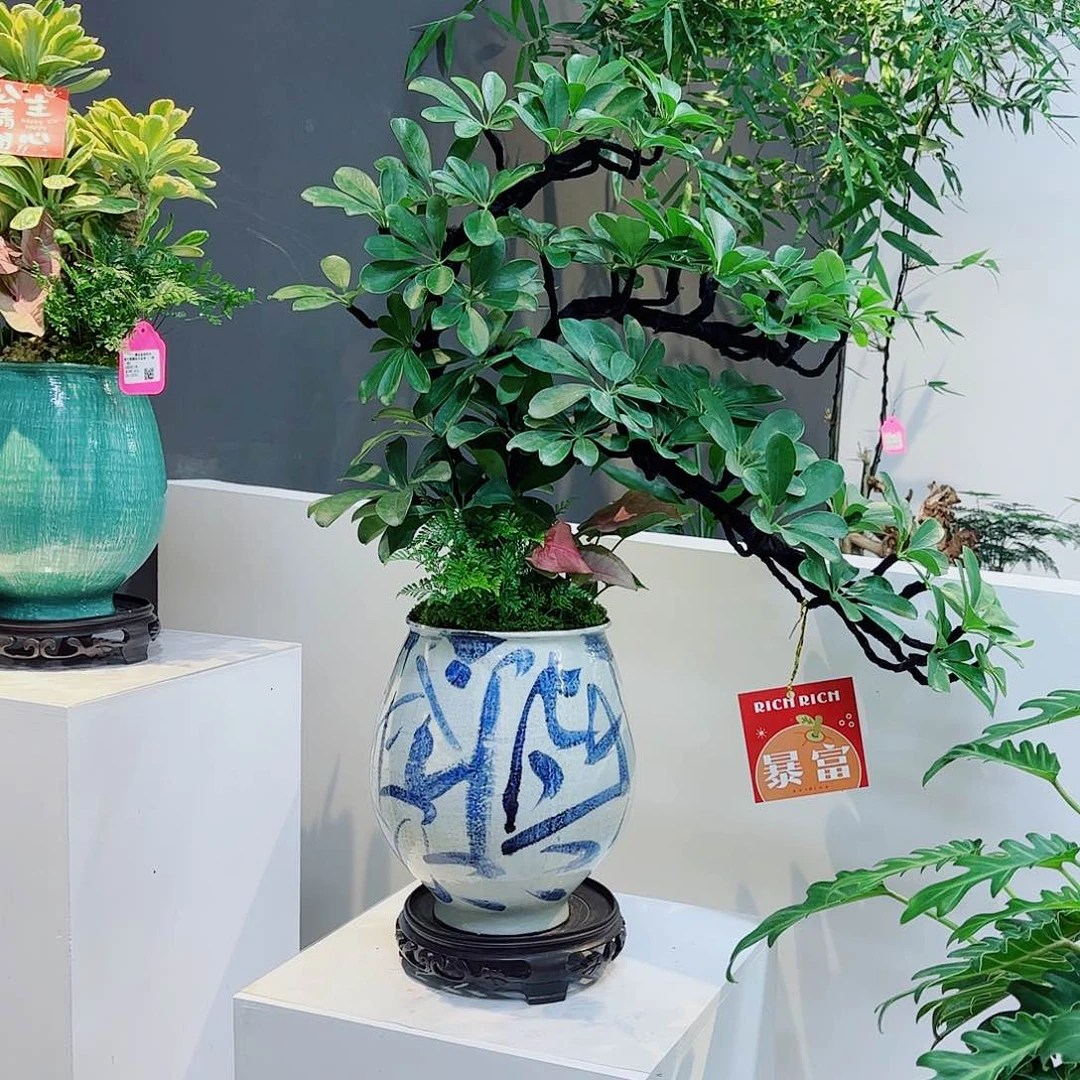 无花朵陈**。高端盆景一物一拍