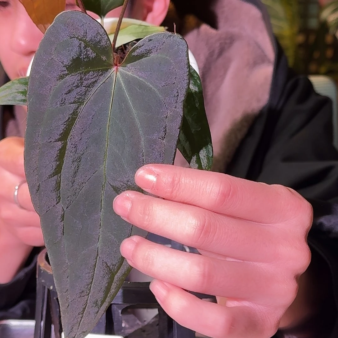 不开花植物G848波特紫杂fs