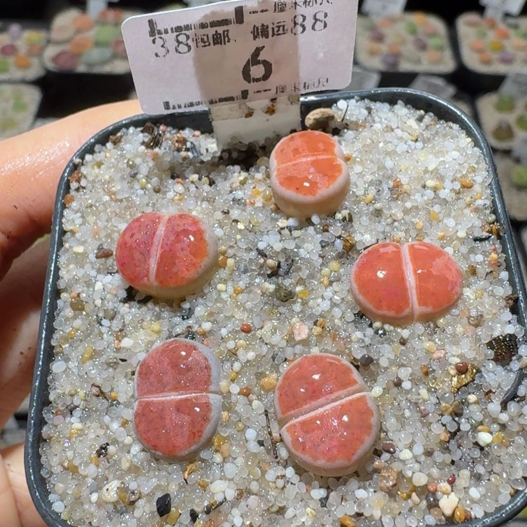 Sssss精品清仓价6