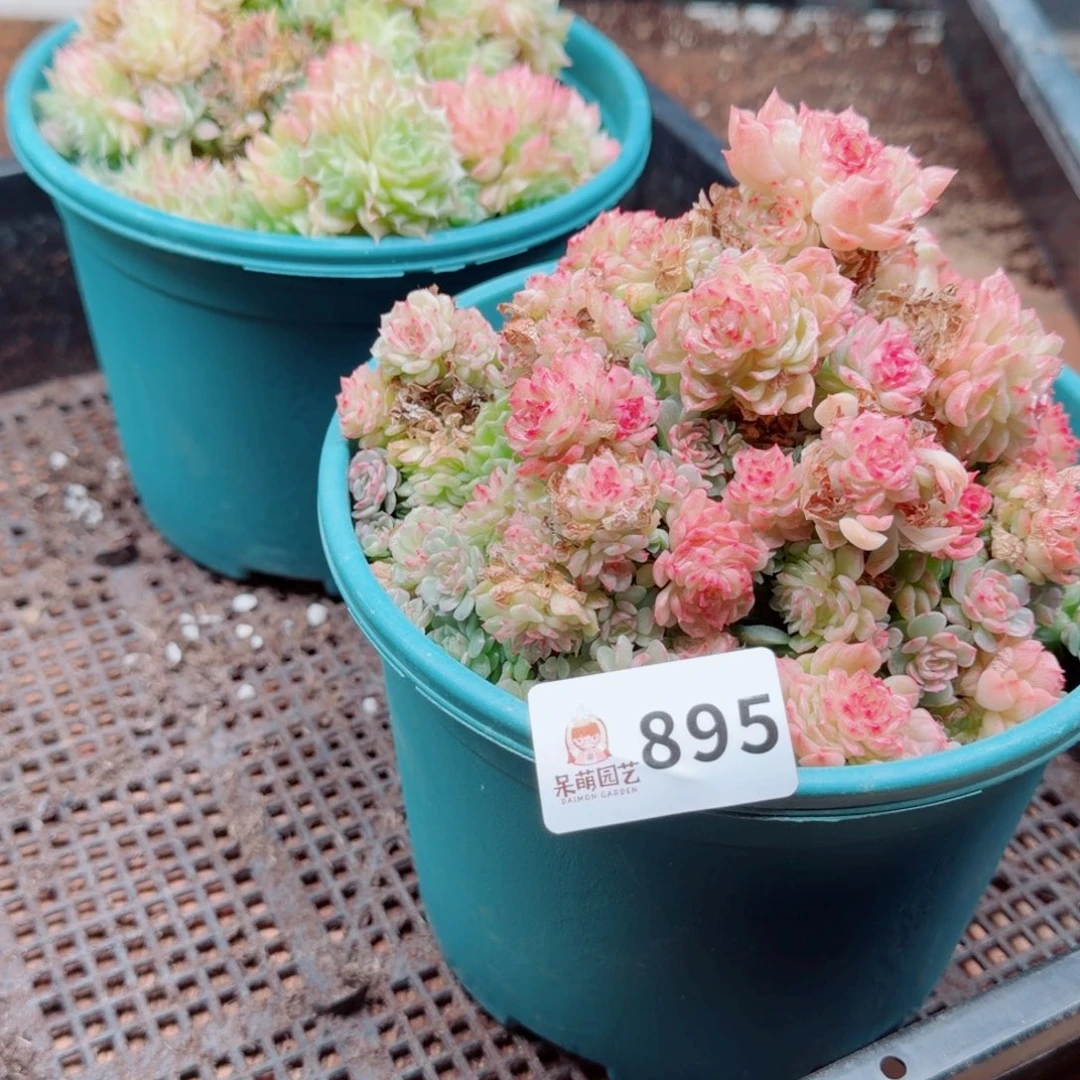 一***婆多肉植物多肉植物