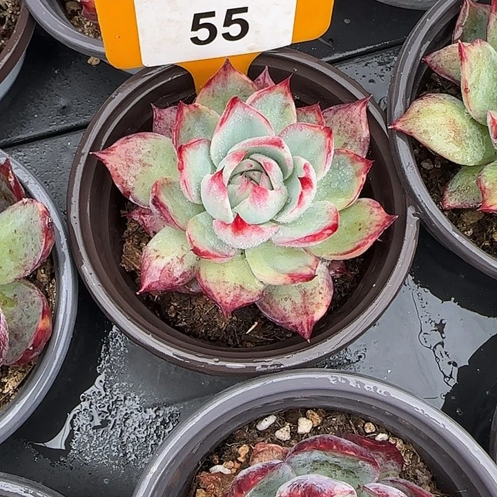 55 惊鸿仙子多肉植物7-9cm
