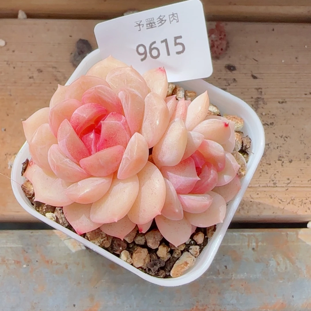 琴心，9615多肉植物