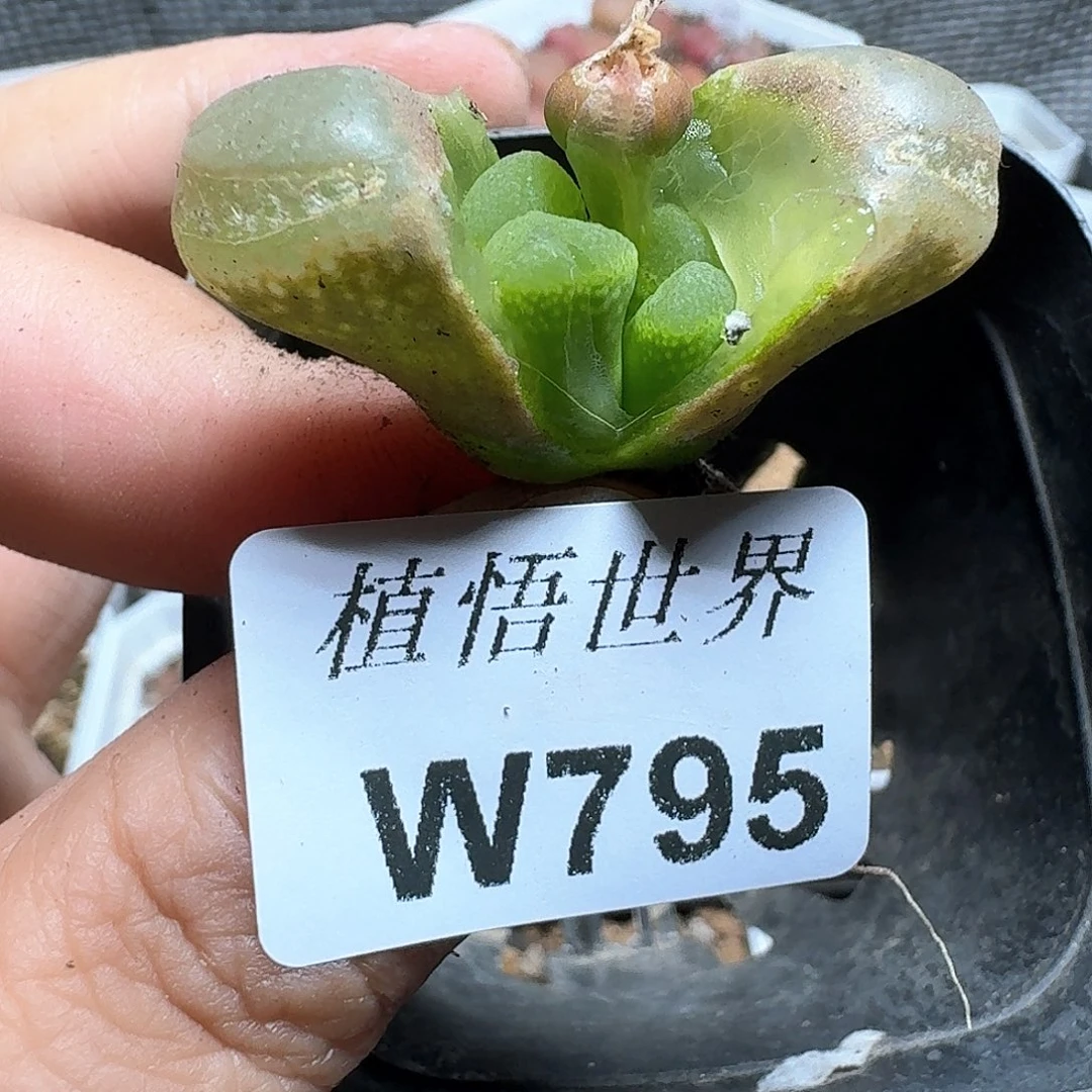 795盒多肉植物哇c