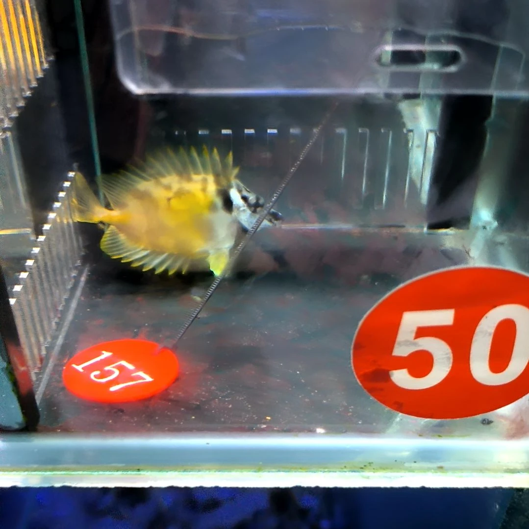 海水鱼纯黄狐狸8+/110/邮费30/5-50-157