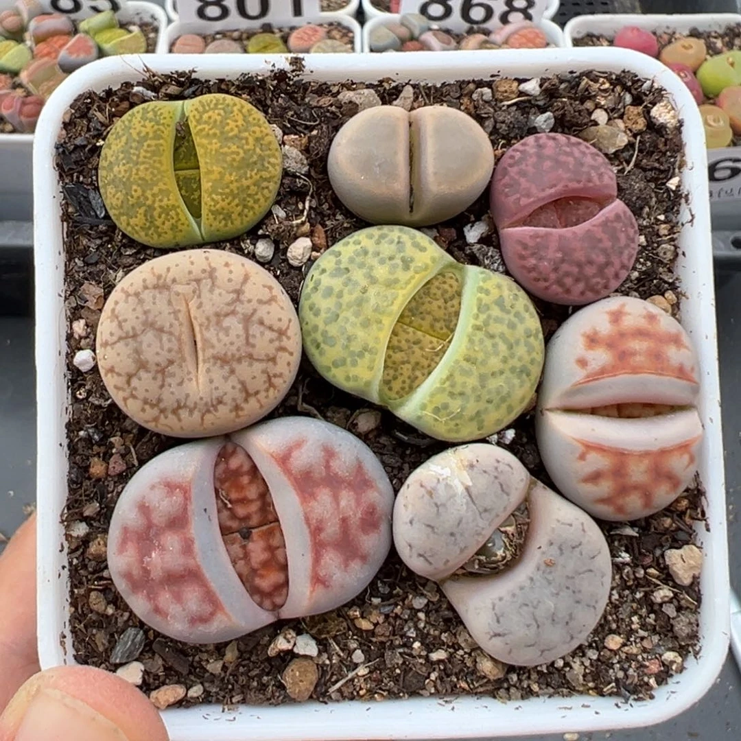 哈****瓜1.20好看的多肉932