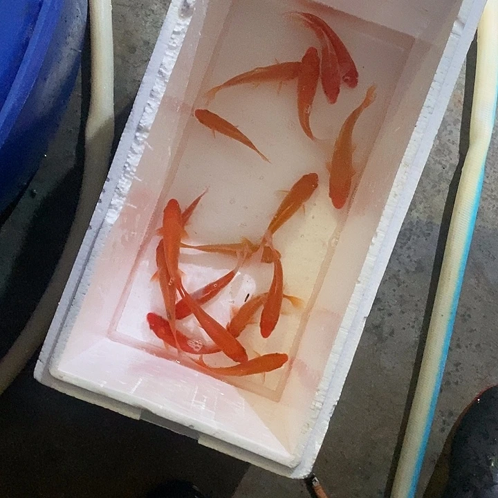 锦鲤锦鲤活鱼开箱包活