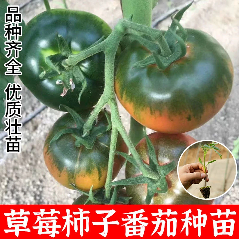 【24棵草莓柿子】西红柿矮生番茄苗寿光四季圣女果秧种苗基地直发