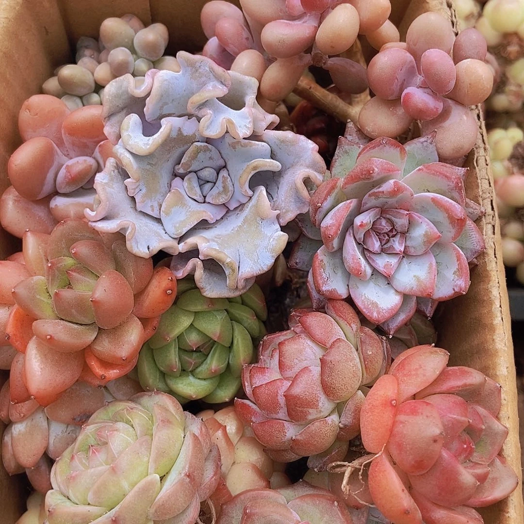 000000000001量拍保底20颗