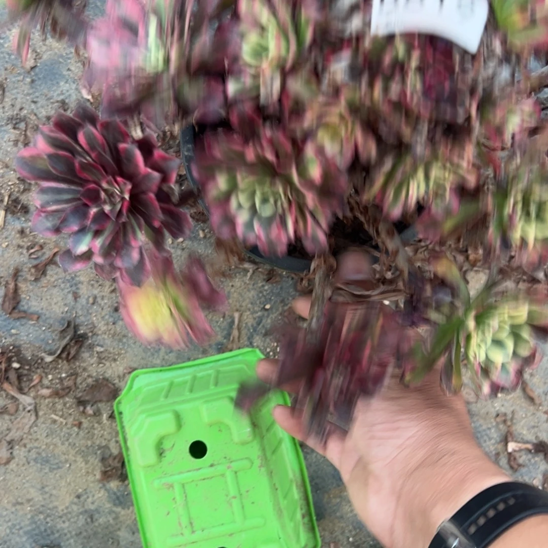 康***妈819同花顺多肉植物法师