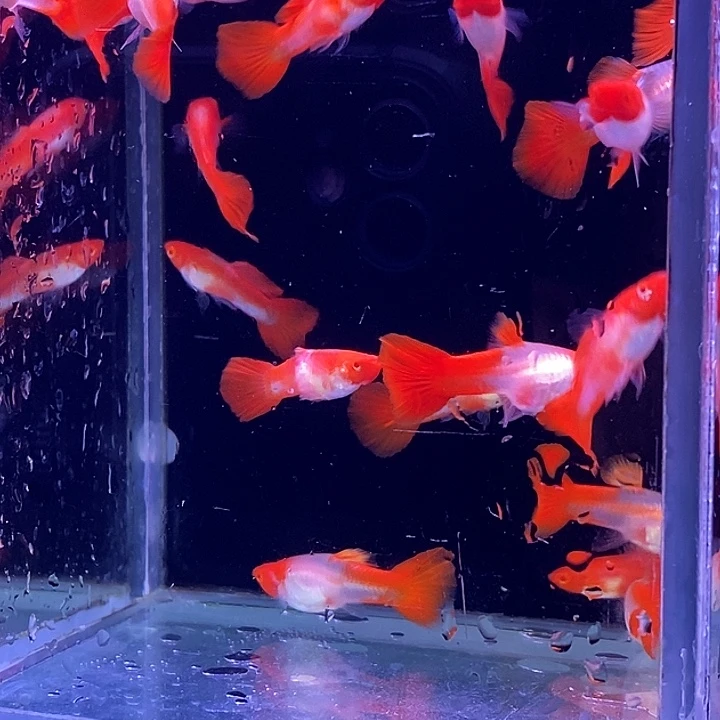 孔雀鱼福利红头20条包邮