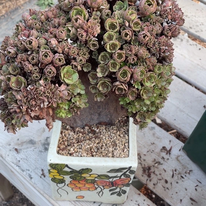 多肉的大长鼻也不好看啦