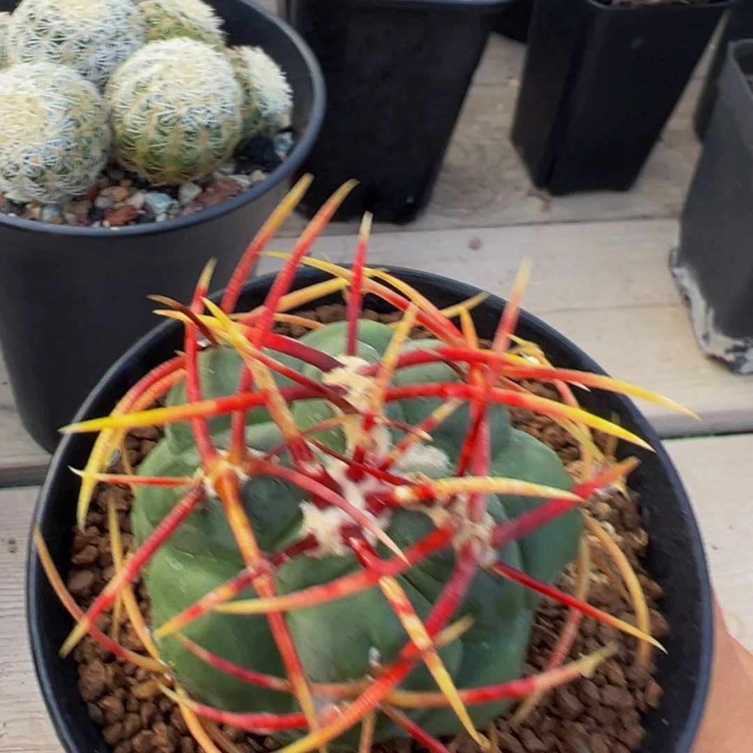 高木绯冠龙多肉植物