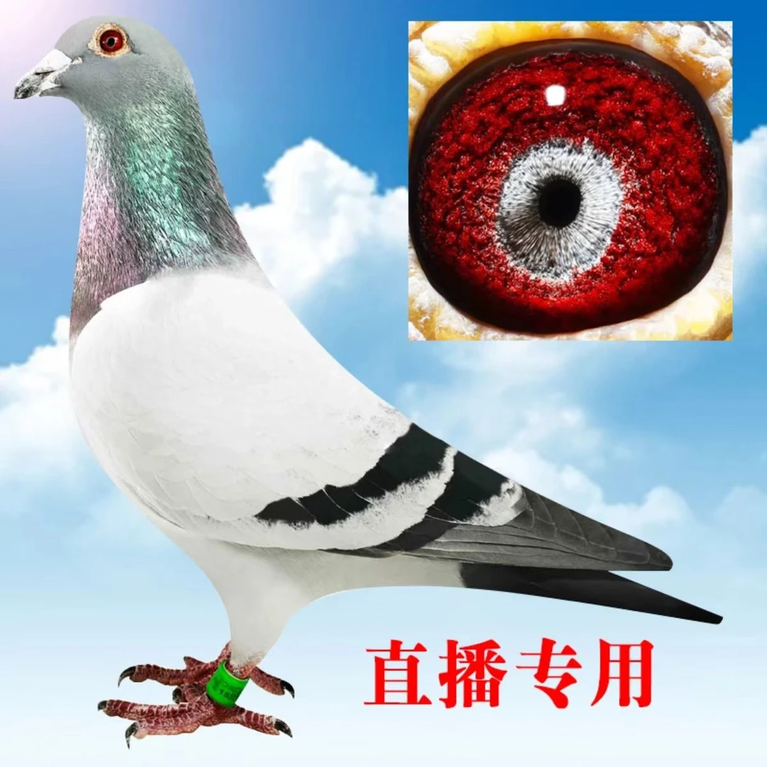 赛鸽公棚天落鸟信鸽