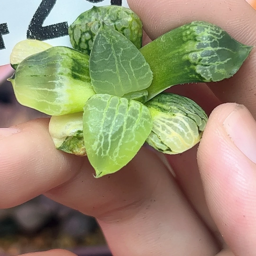 429红红火火恍恍惚惚