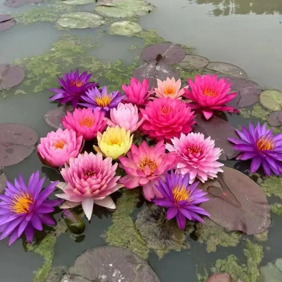 精品睡莲四季开花水培植物需要加土的哦