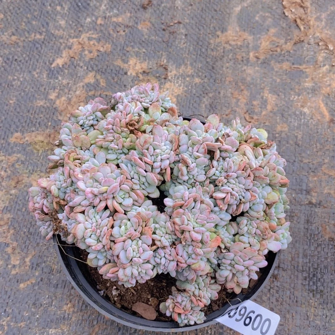 9600玛瑙缀化一物一拍