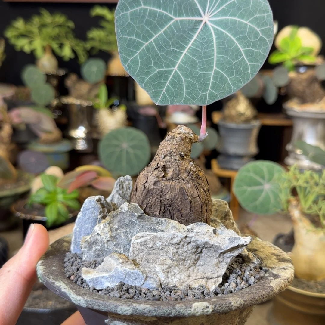 一物一拍老家一叶龟49