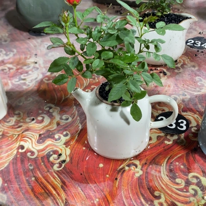 紫***苏无花朵退款拉黑拉黑233