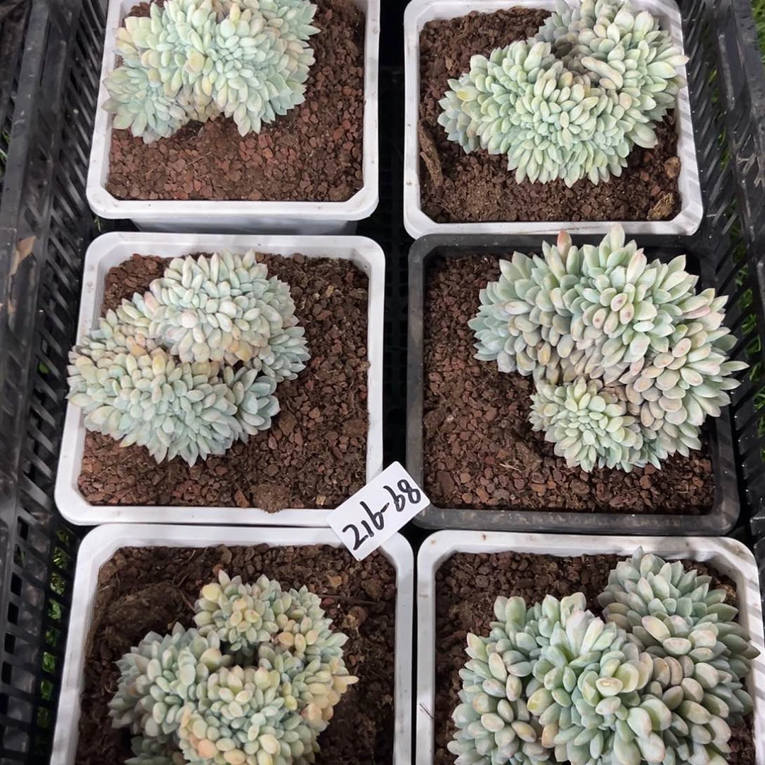 216-68橙子缀化多肉随机